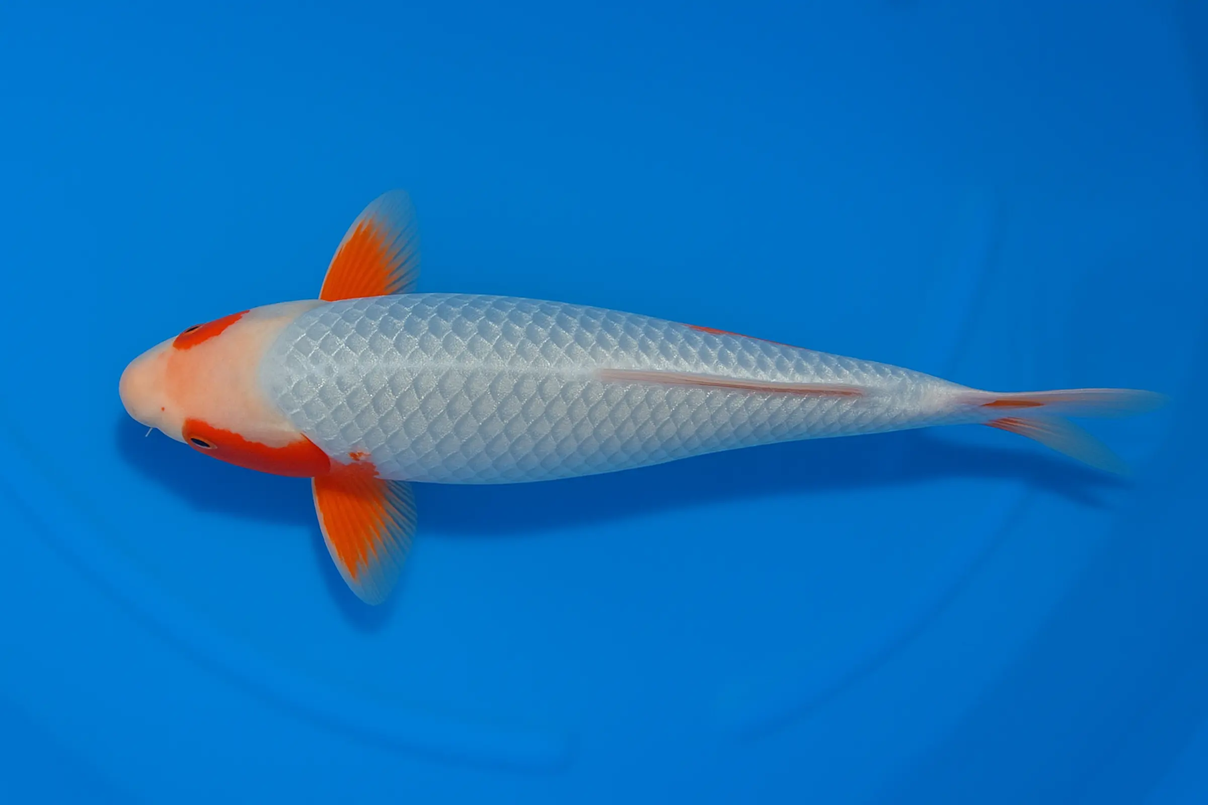 Japan Koi Yagenji Tosai Ginrin Yuki Asagi, Cyprinus carpio, 13-16 cm