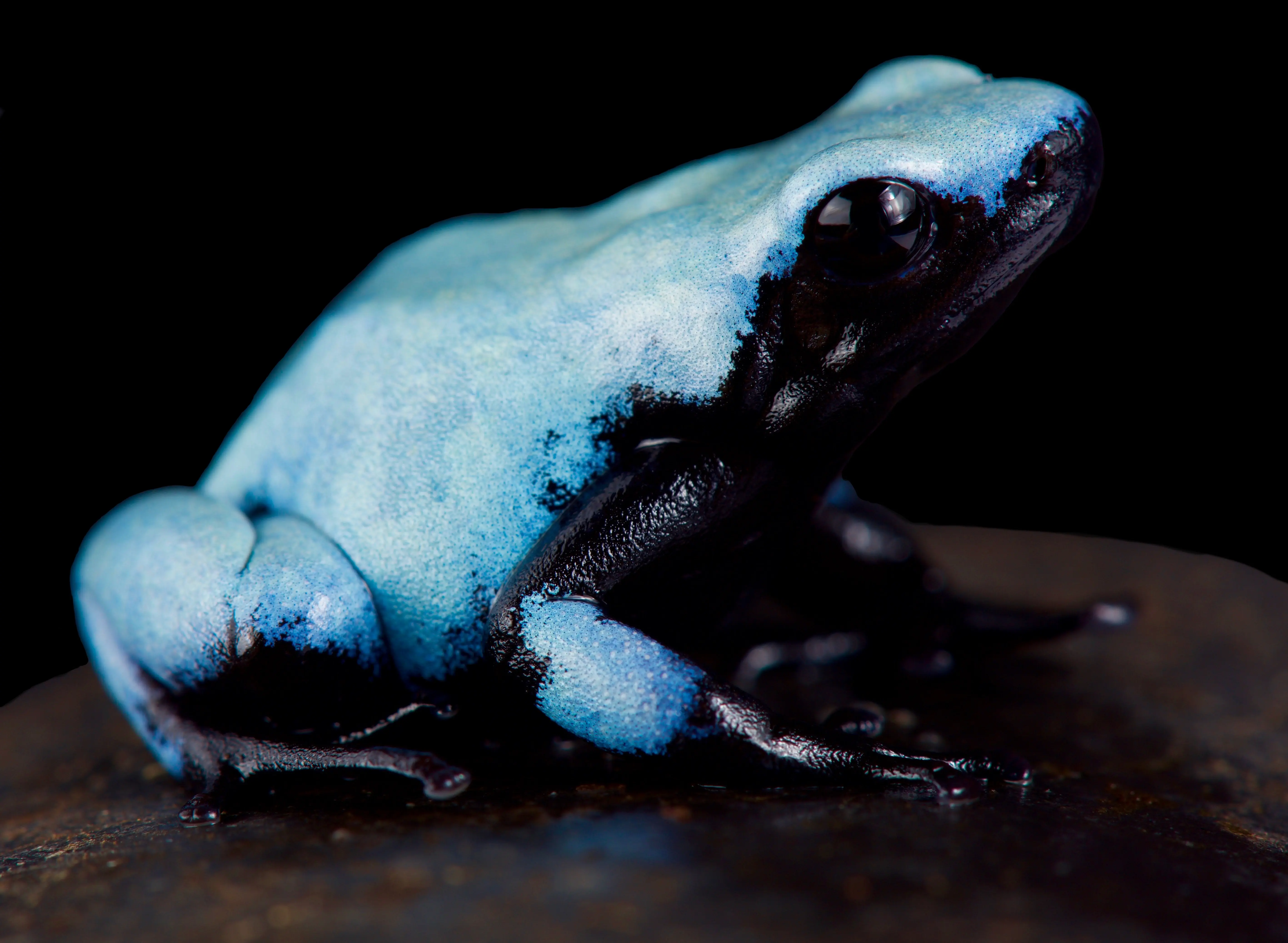 Himmelsbaumsteiger, Adelphobates galactonotus