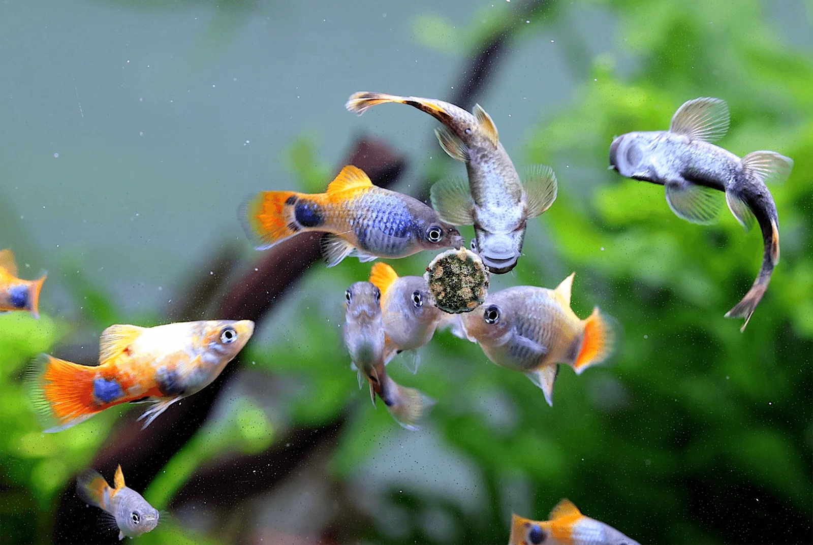 Mehrere bunte Fische fressen Futterkugel im Aquarium