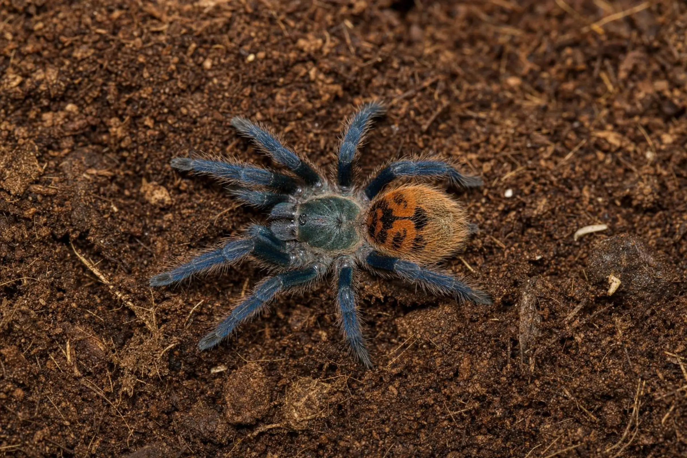 Cyanblaue Venezuela-Vogelspinne aus Nachzucht, Chromatopelma cyanopubescens