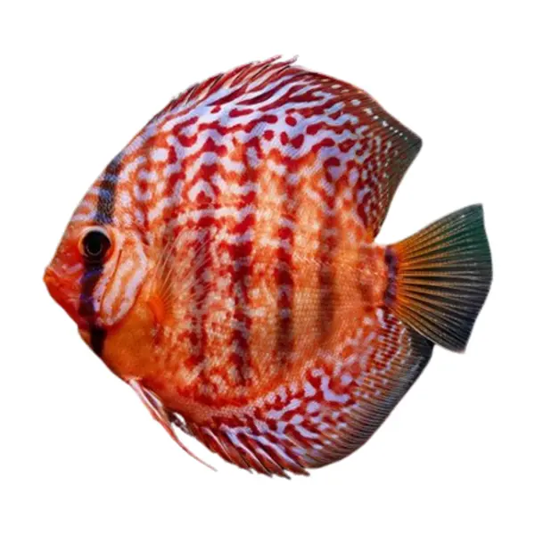 Diskusfische