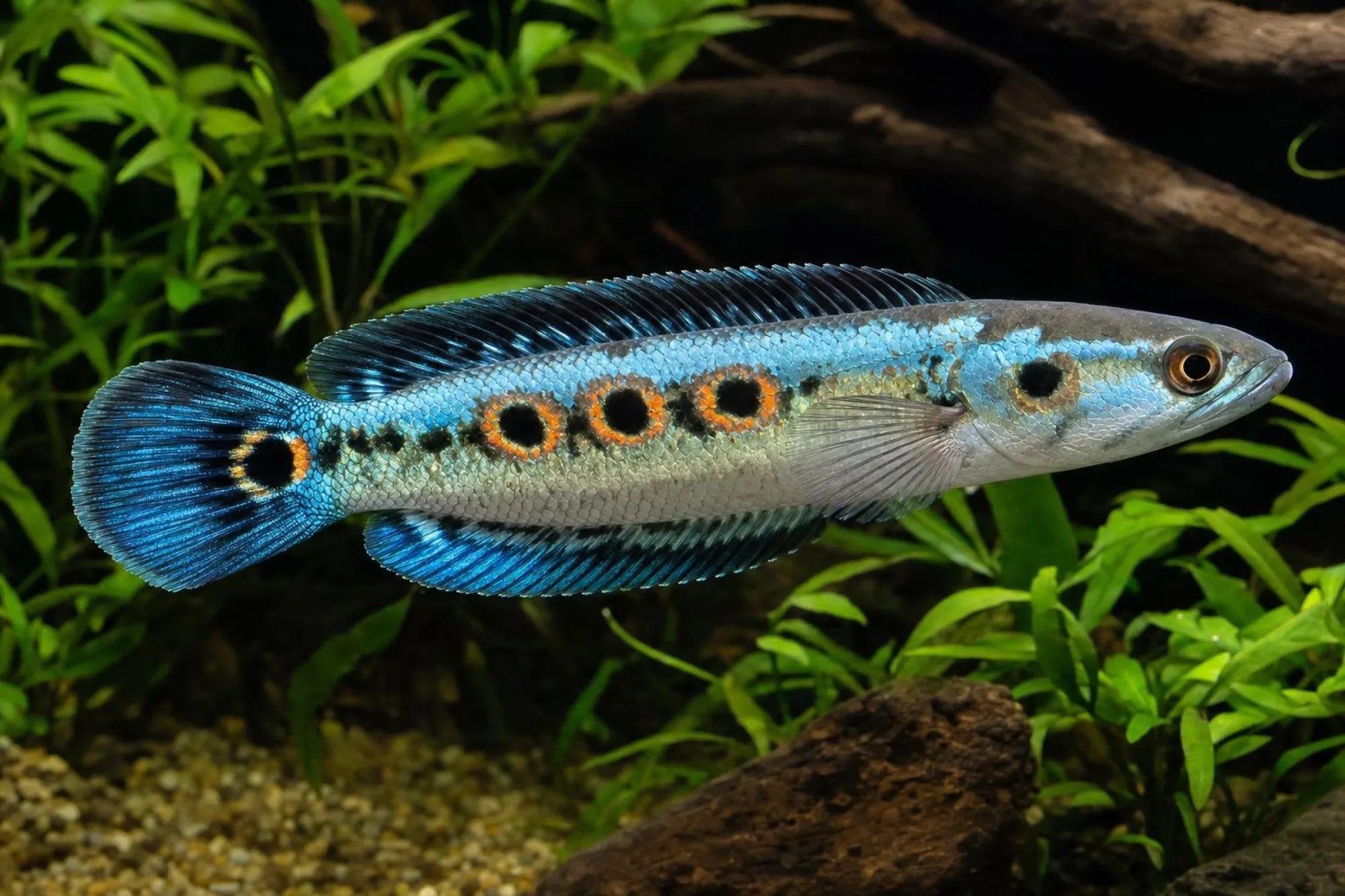 Pfauenaugen-Schlangenkopf, Channa pleurophthalma