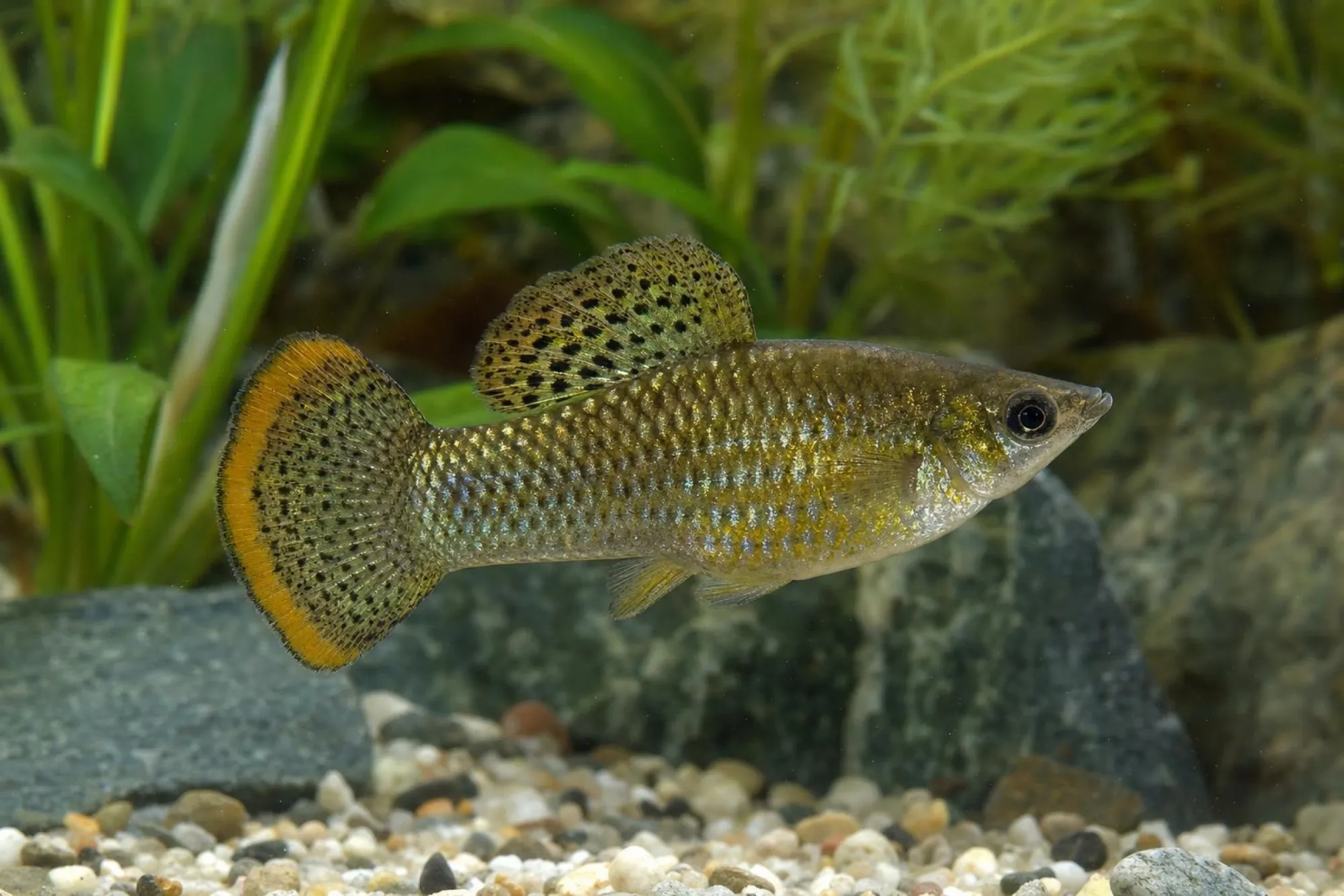 Gold-Lyra-Molly, Poecilia sphenops