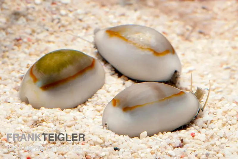 Goldring-Kauri-Schnecke, Monetaria annulus