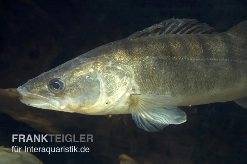 Zander, Sander lucioperca, 12-15 cm (Kaltwasser)