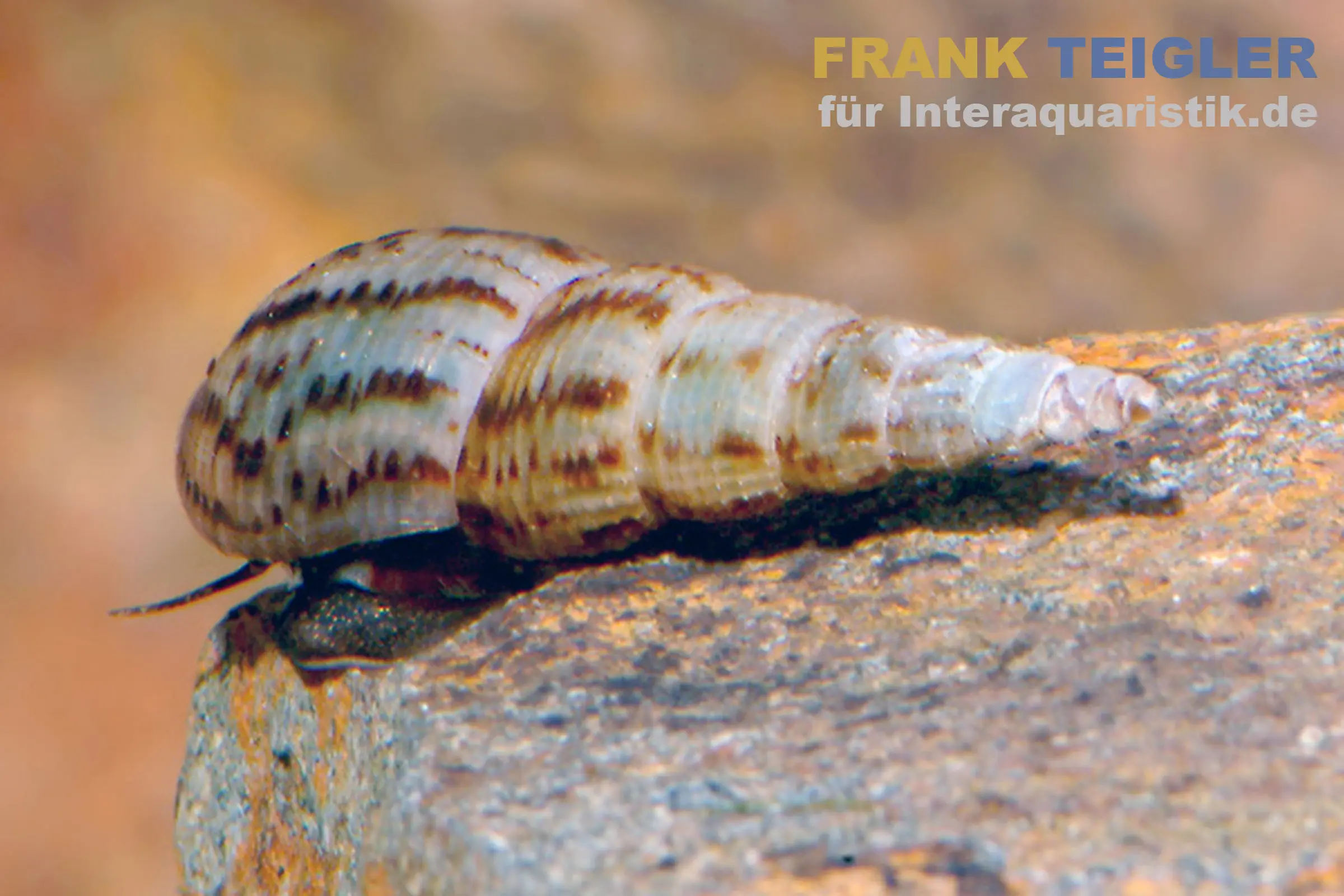 Turmdeckelschnecke, Melanoides tuberculata