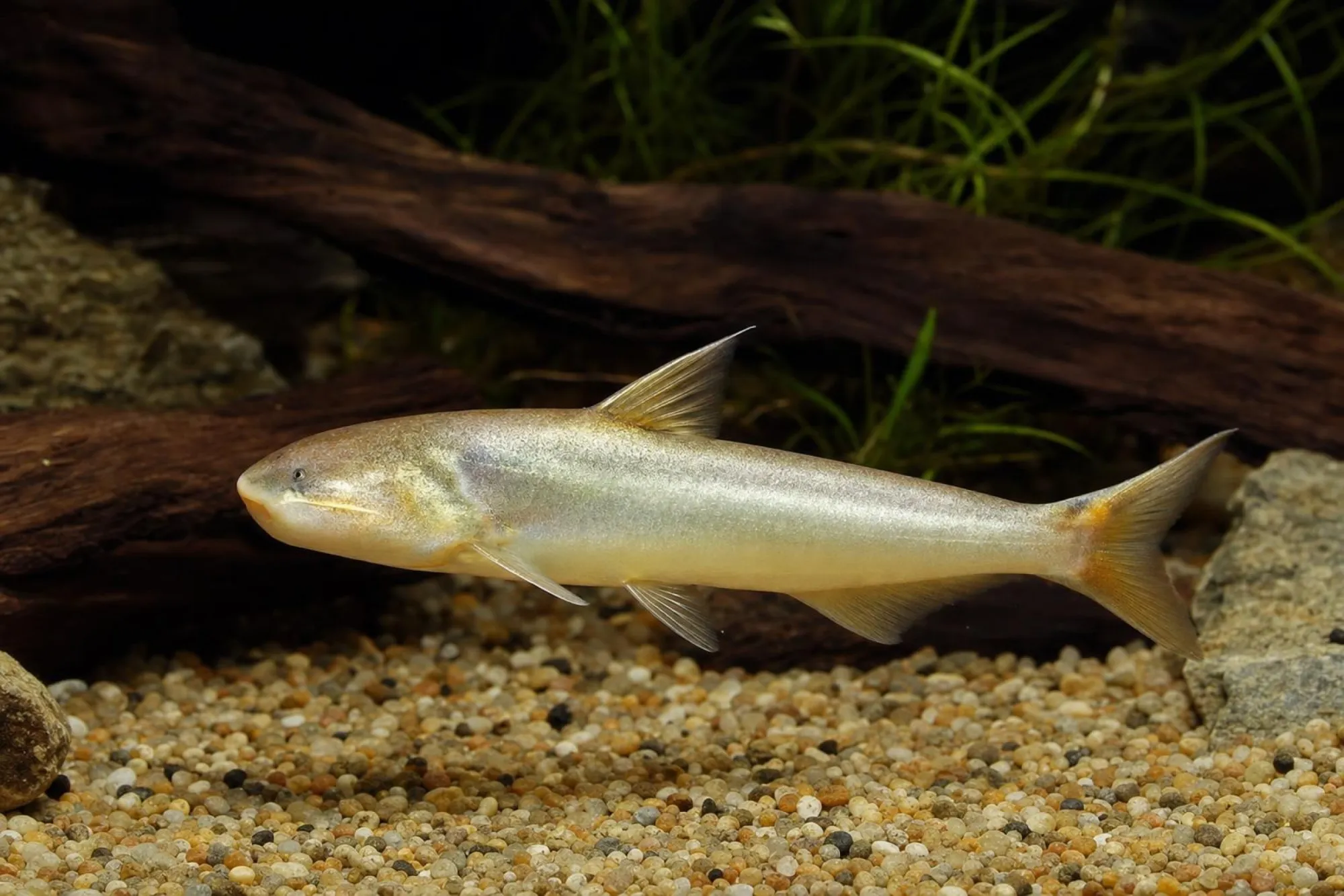 Gold-Walwels, Cetopsis coecutiens