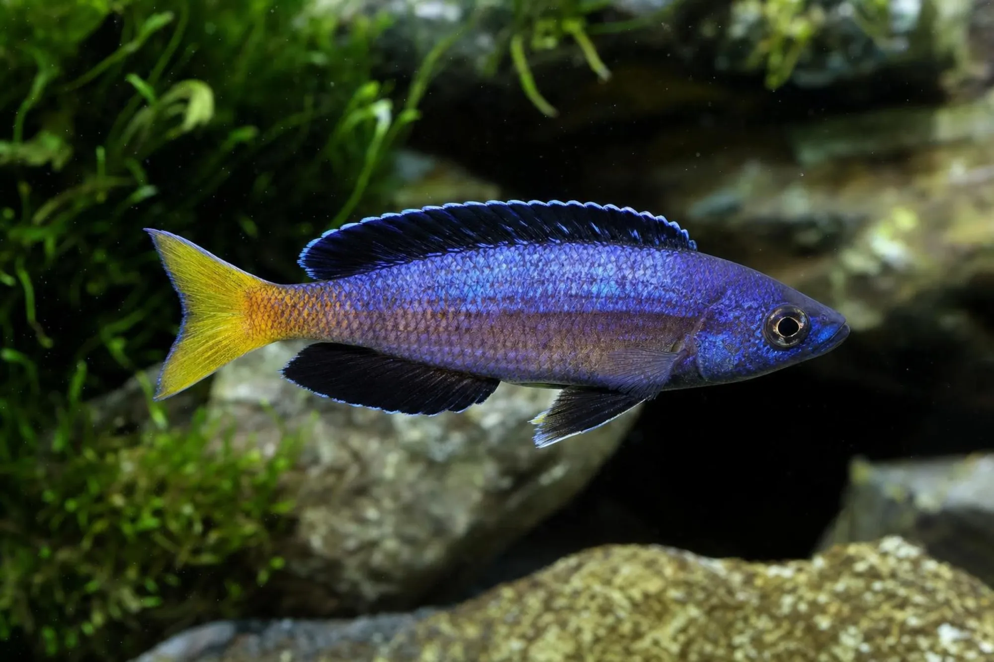 Heringscichlide „Kitumba Jumbo“, Cyprichromis leptosoma