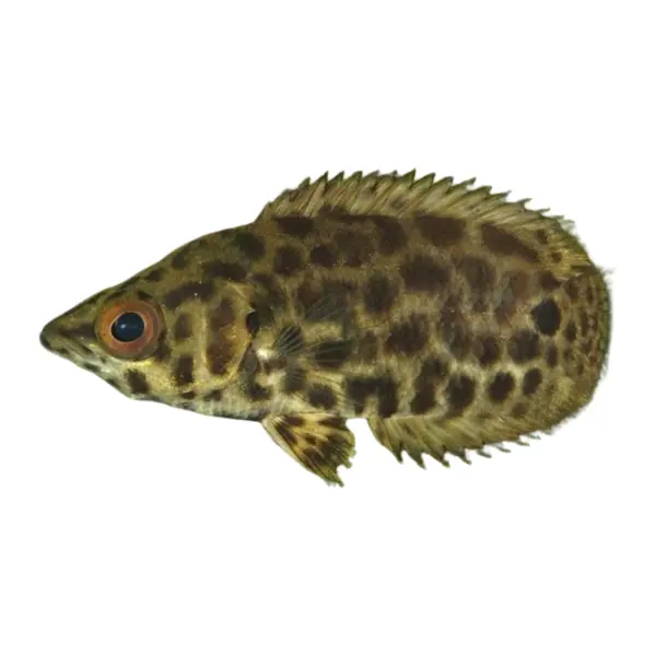 Buschfische