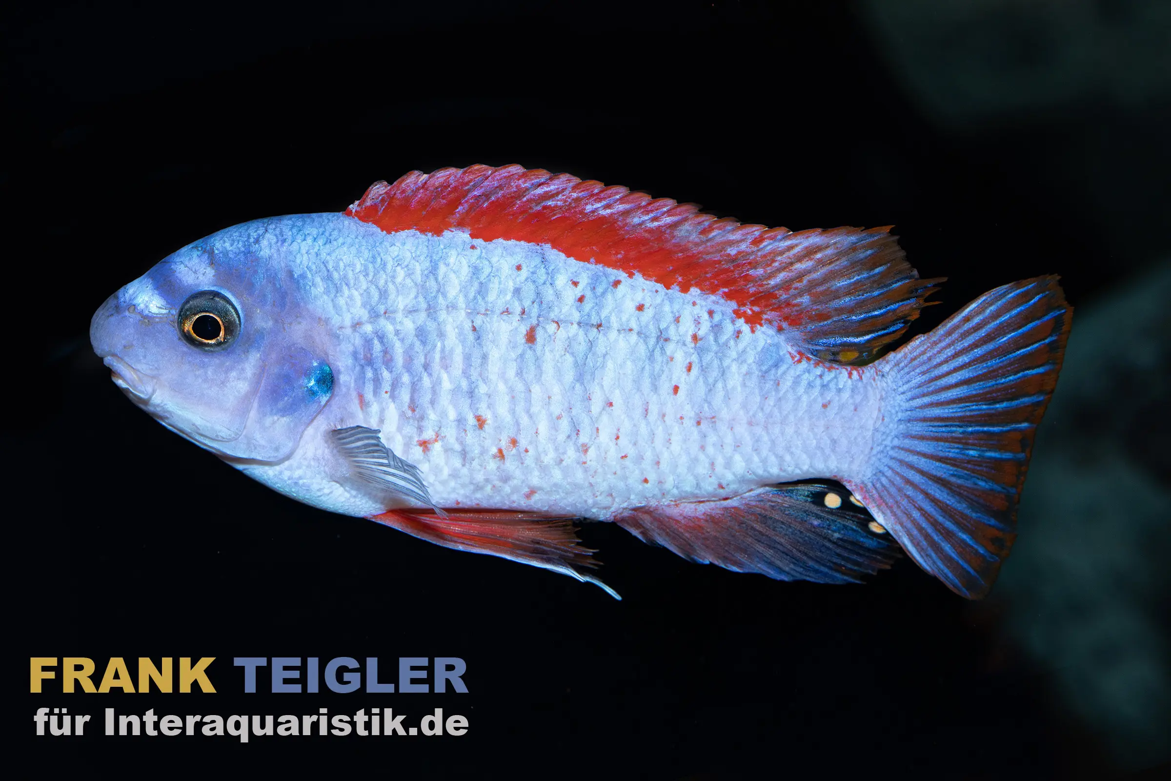 Gestreckter Schabemundbuntbarsch „Thumbi West“, Labeotropheus trewavasae, ca. 3,0-4,0 cm