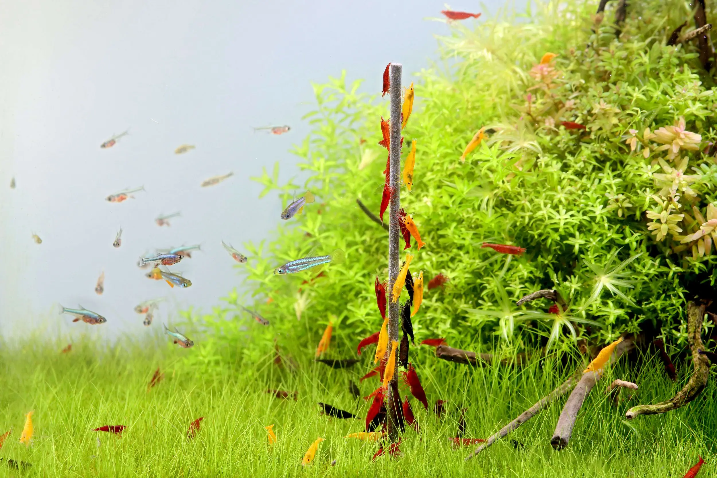 Aquarium mit Teppichpflanzen, Neons und bunten Garnelen