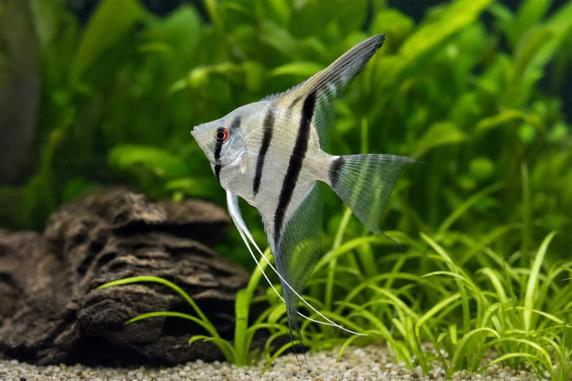 Skalar „California“, Pterophyllum scalare, ca. 3,0-3,5 cm