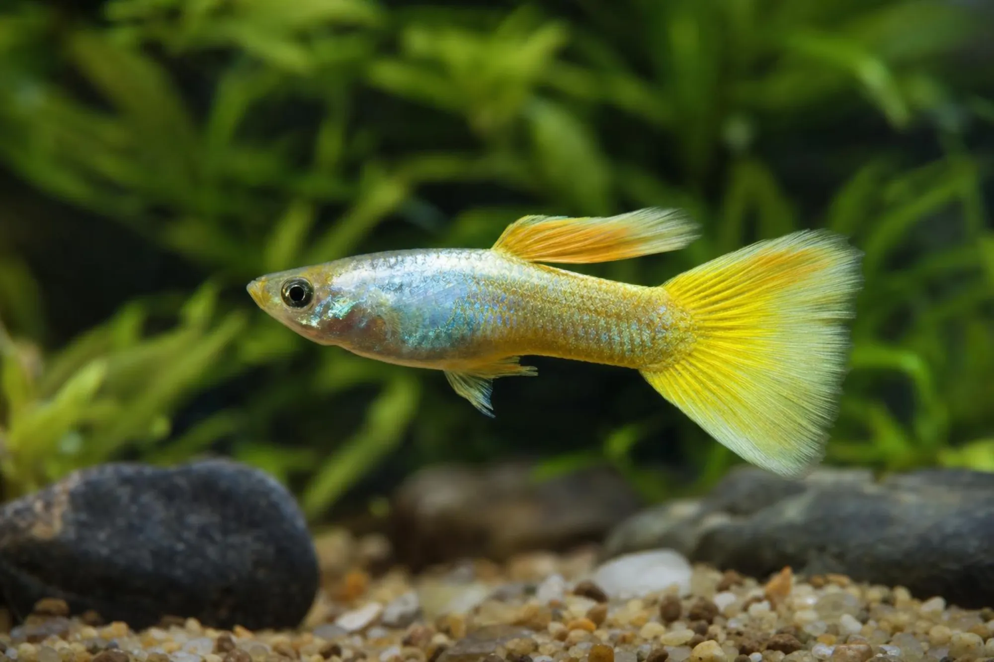 Neongelbes Guppy-Männchen, Poecilia reticulata