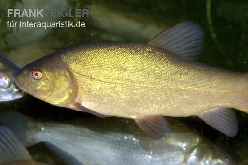 Schleie, Tinca tinca, 7-10 cm (Grünschleihe)