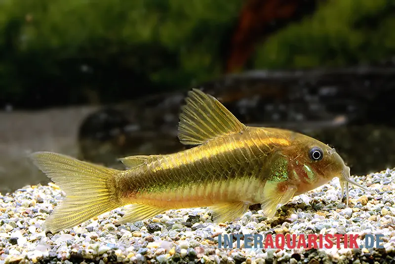 "Neon Gold Stripe"-Panzerwels, Corydoras aeneus "Neon Gold Stripe" (CW10)