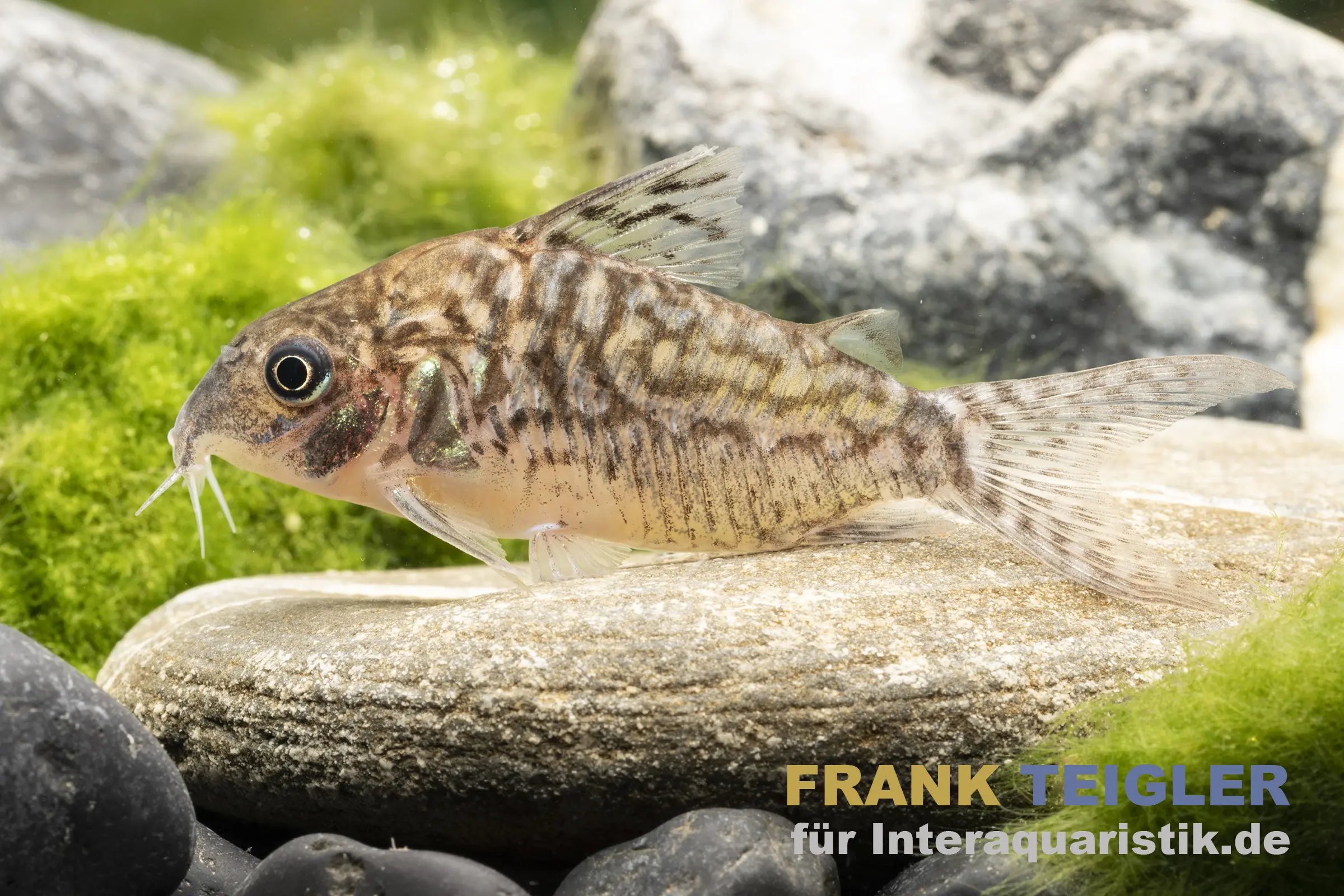 Genetzter Panzerwels, Corydoras sodalis