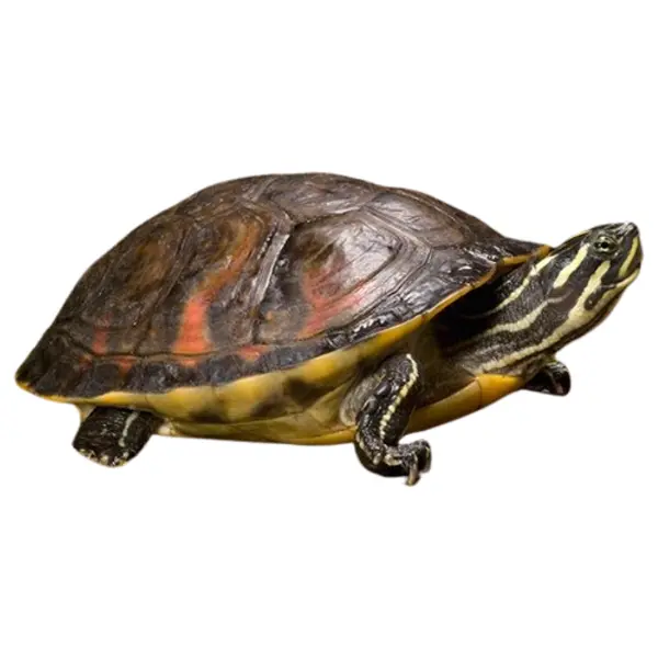 Wasserschildkröten