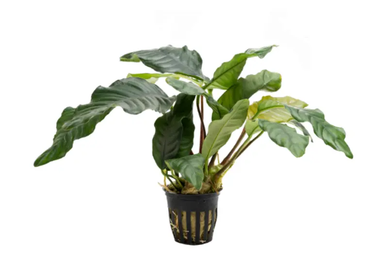 Kaffeeblättriges Speerblatt, Anubias coffeefolia, im Topf