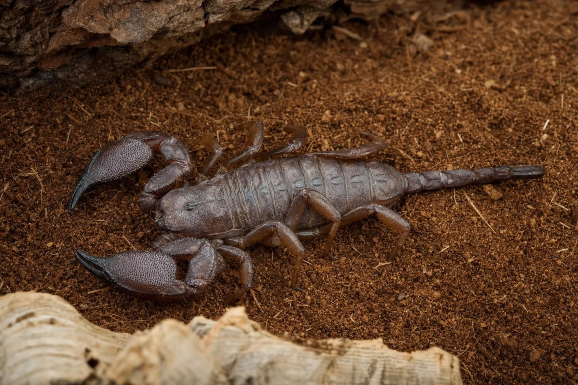 Zwergwaldskorpion, Liocheles australasiae