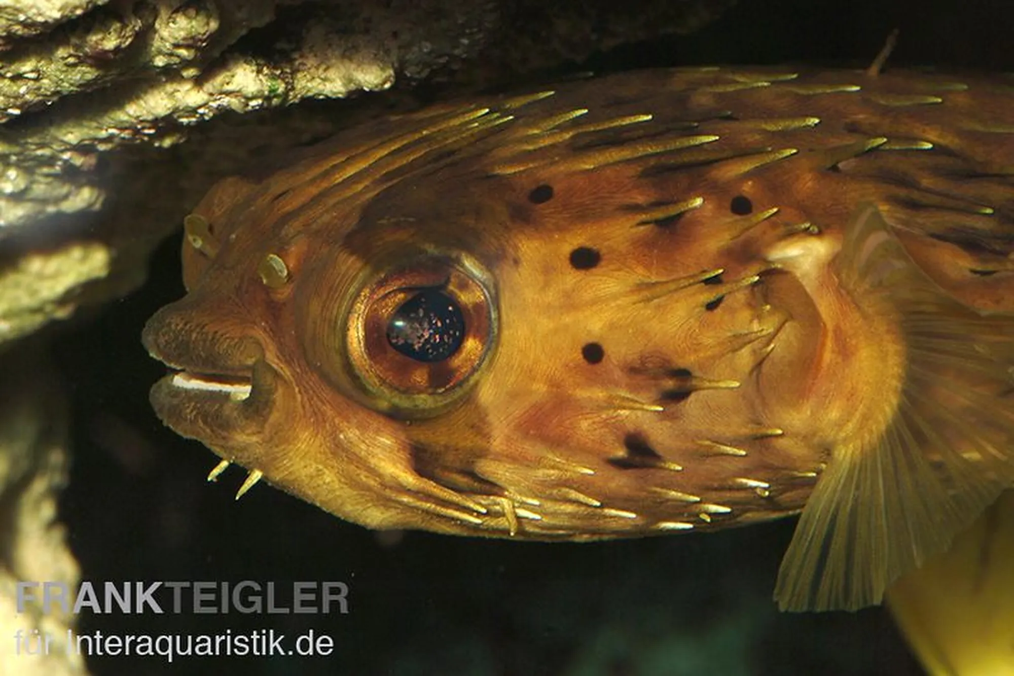 Langstachel-Igelfisch, Diodon holocanthus