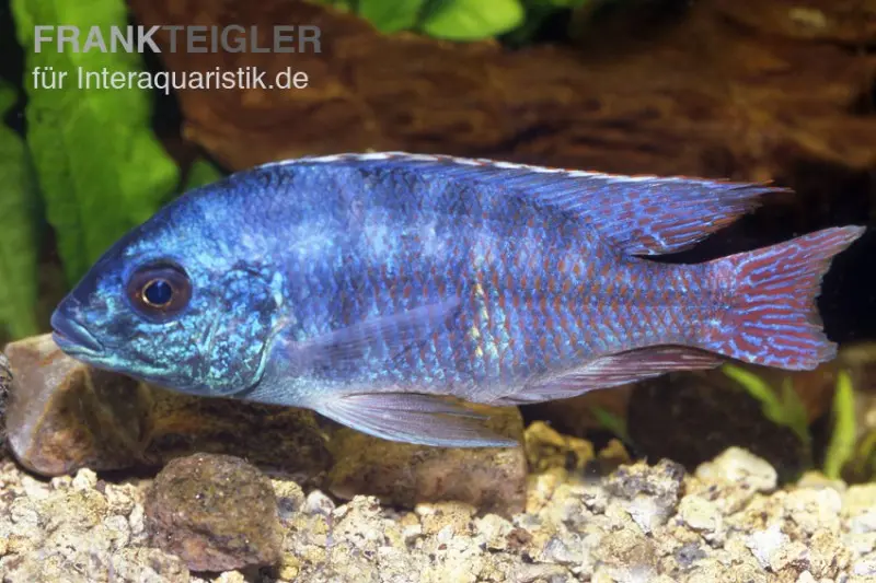 Tansania-Buntbarsch, Protomelas spilonotus "Tanzania", 8-12 cm DNZ