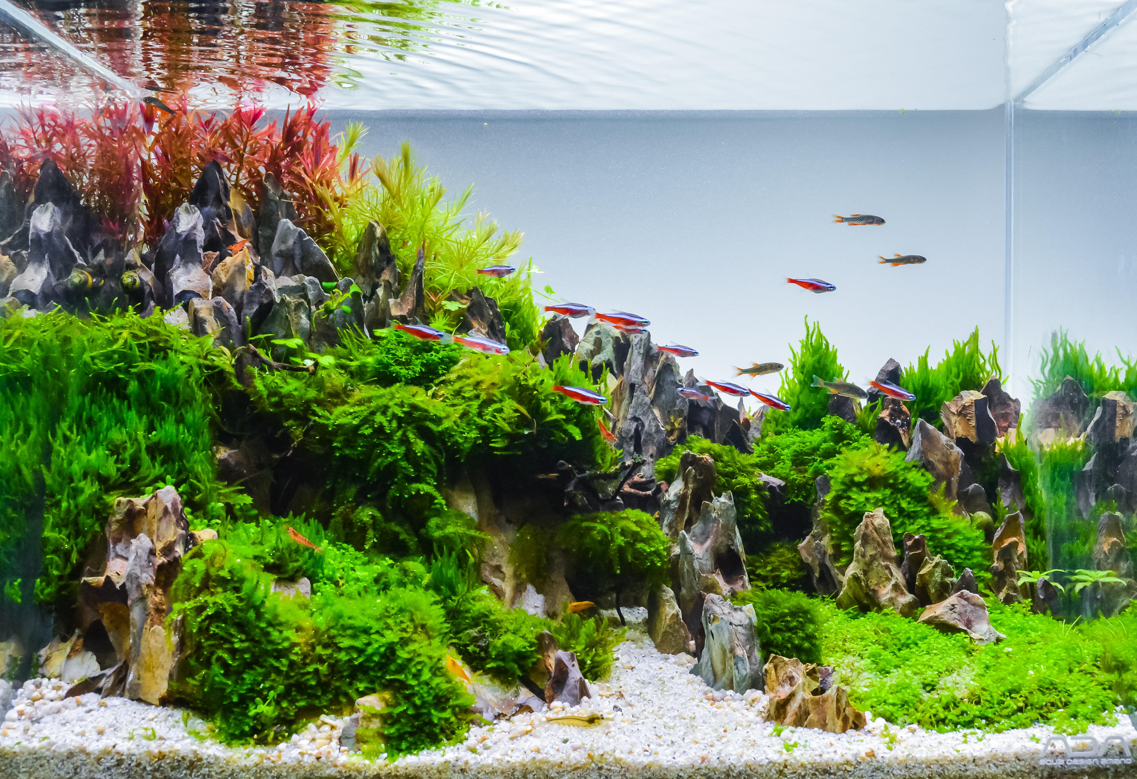 Ein professionell eingerichtetes Aquascaping-Aquarium mit detaillierter Bepflanzung und Hardscape