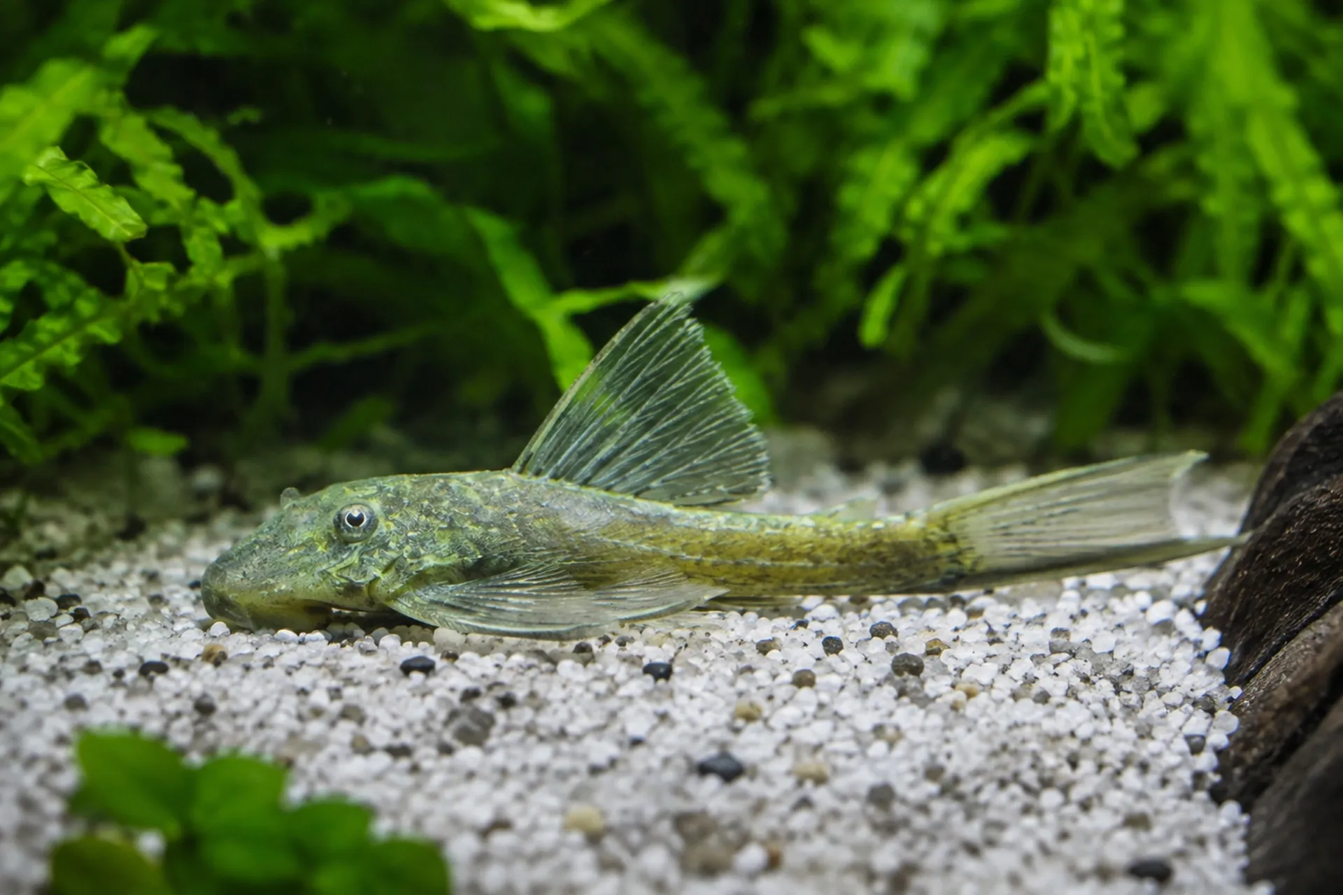 Green Dragon Antennenwels Long Fin, Ancistrus sp. „Green Dragon“