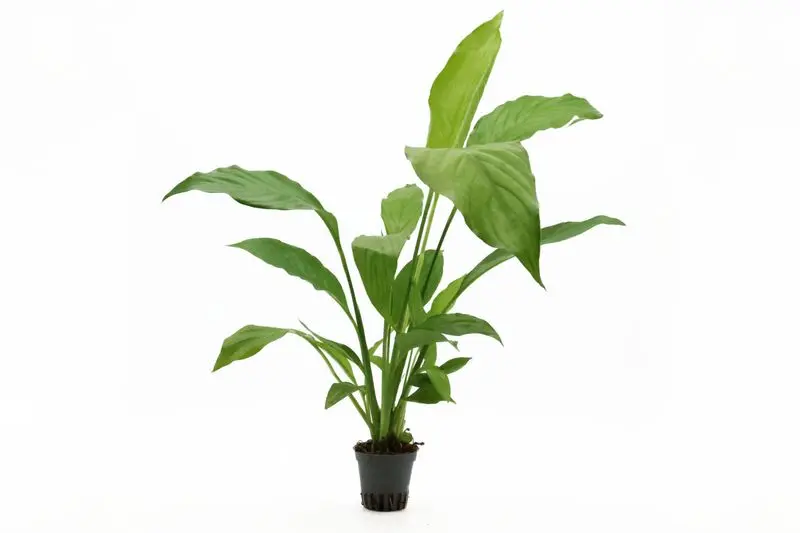 Einblatt, Spathiphyllum wallisii (Terrariumpflanze), XL Topf