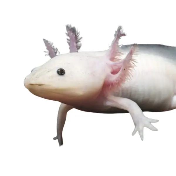 Axolotl (Haltung ohne Landteil)