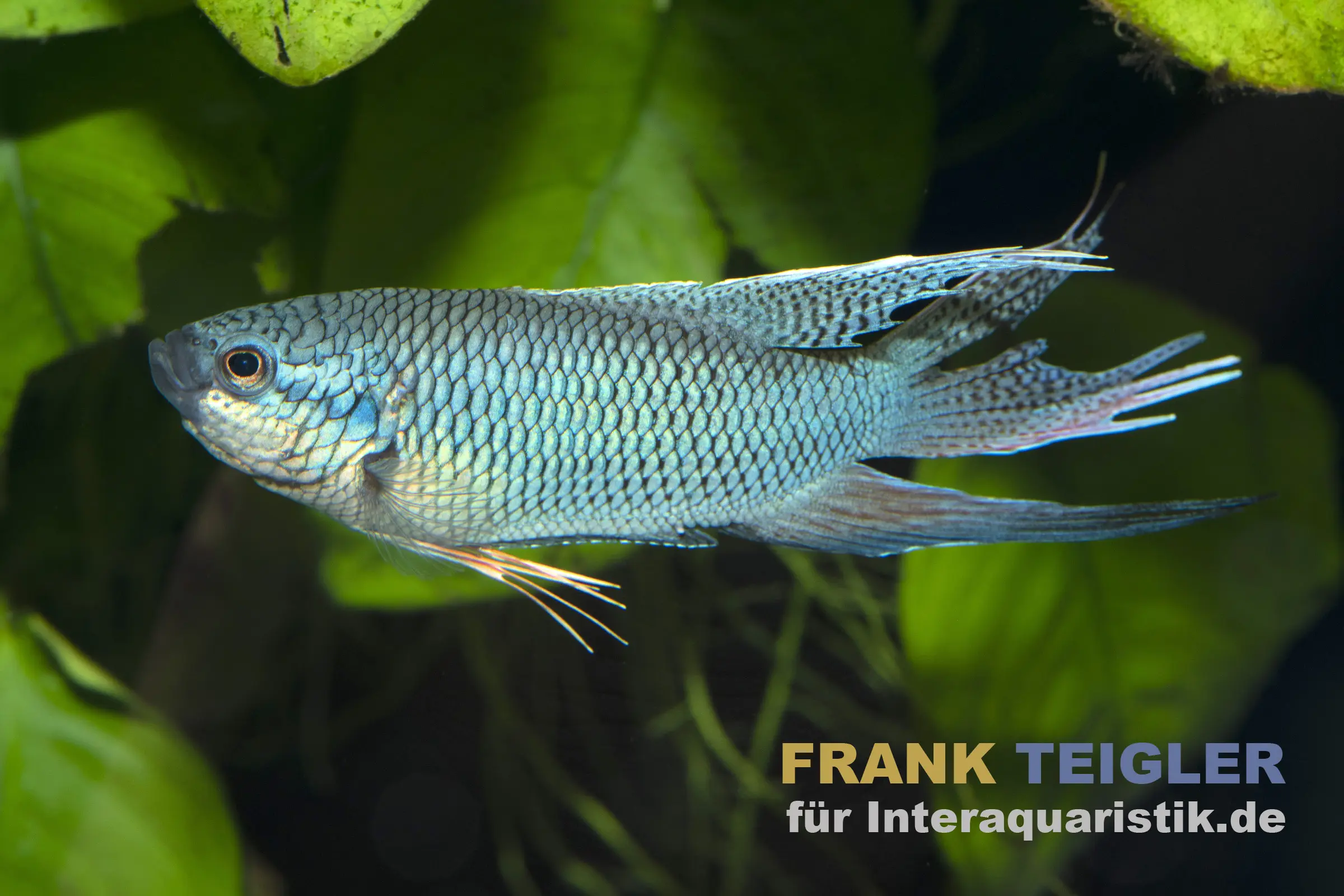 Nahaufnahme eines blauen Kampffischs im Aquarium