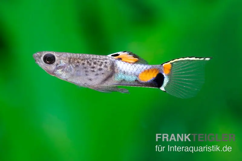 Endler Guppy Blue Snake, Poecilia wingei, paarweise (Minifisch)
