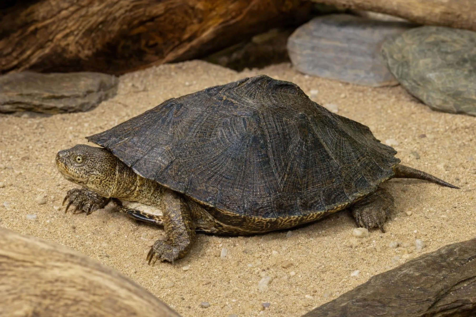 Gezackte Pelomeduse, Pelusios sinuatus