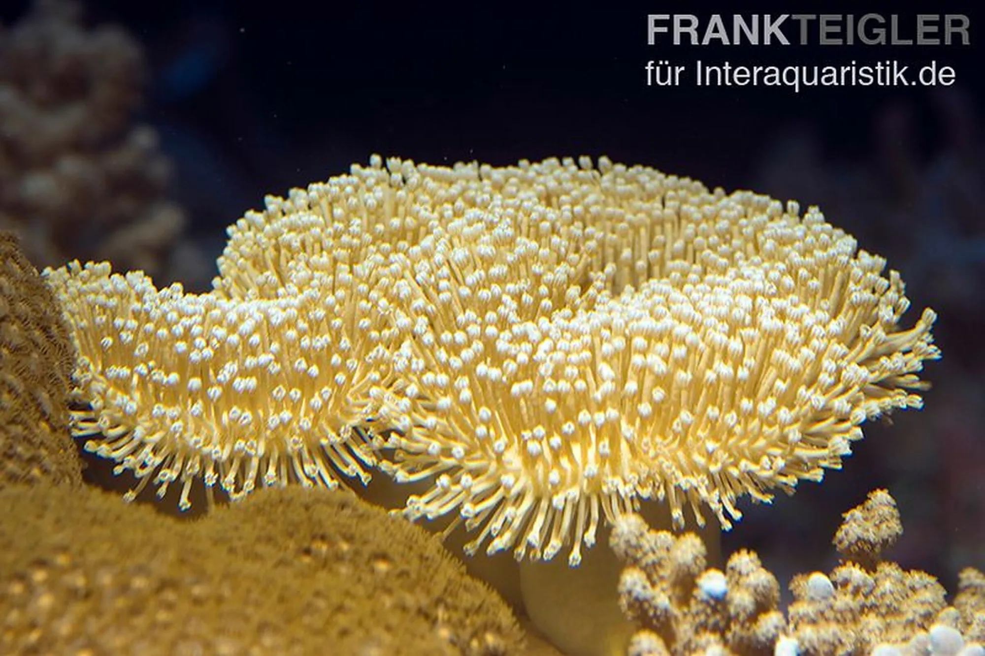 Pilzlederkoralle aus Nachzucht, Sarcophyton ehrenbergi, Größe S–M