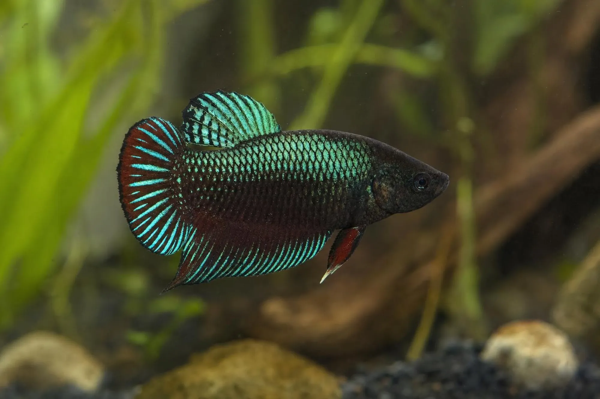 Alien-Kampffisch Grün mit rotem Saum, Weibchen, Betta sp.