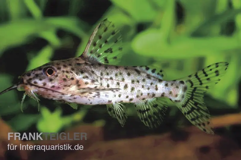 Schwarzer Fiederbartwels, Synodontis nigrita, 4-5 cm