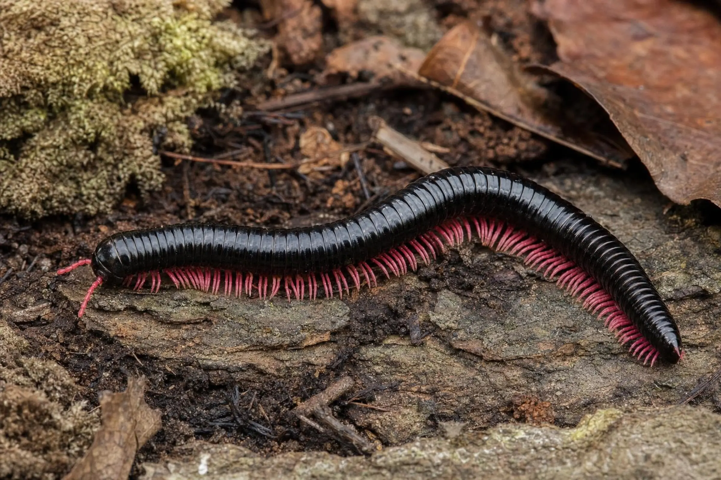 Pinkbeiniger Vietnam-Riesenfüßer, Alienostreptus bicoloripes