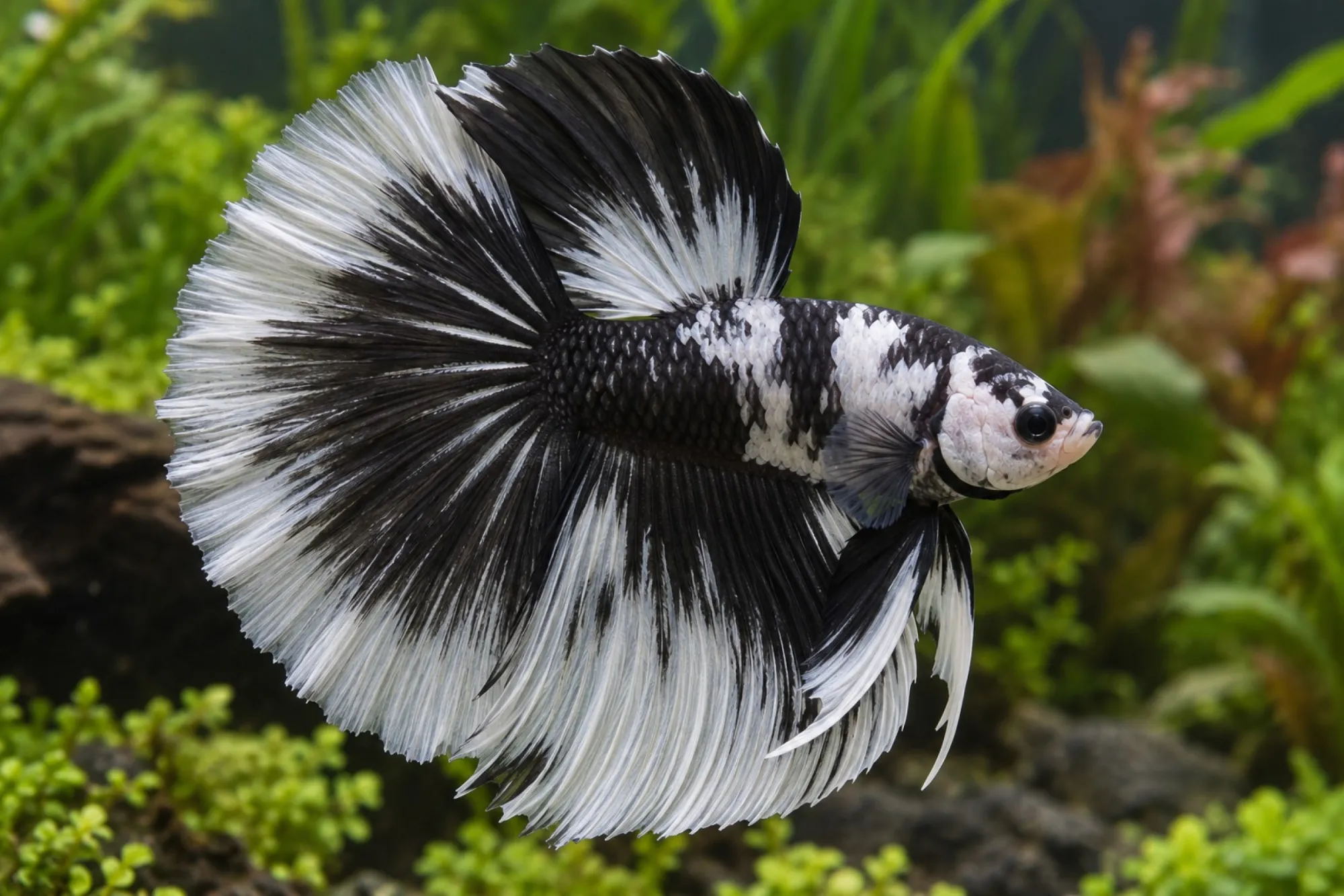 Halfmoon-Kampffisch „Black & White“, Männchen, Betta splendens