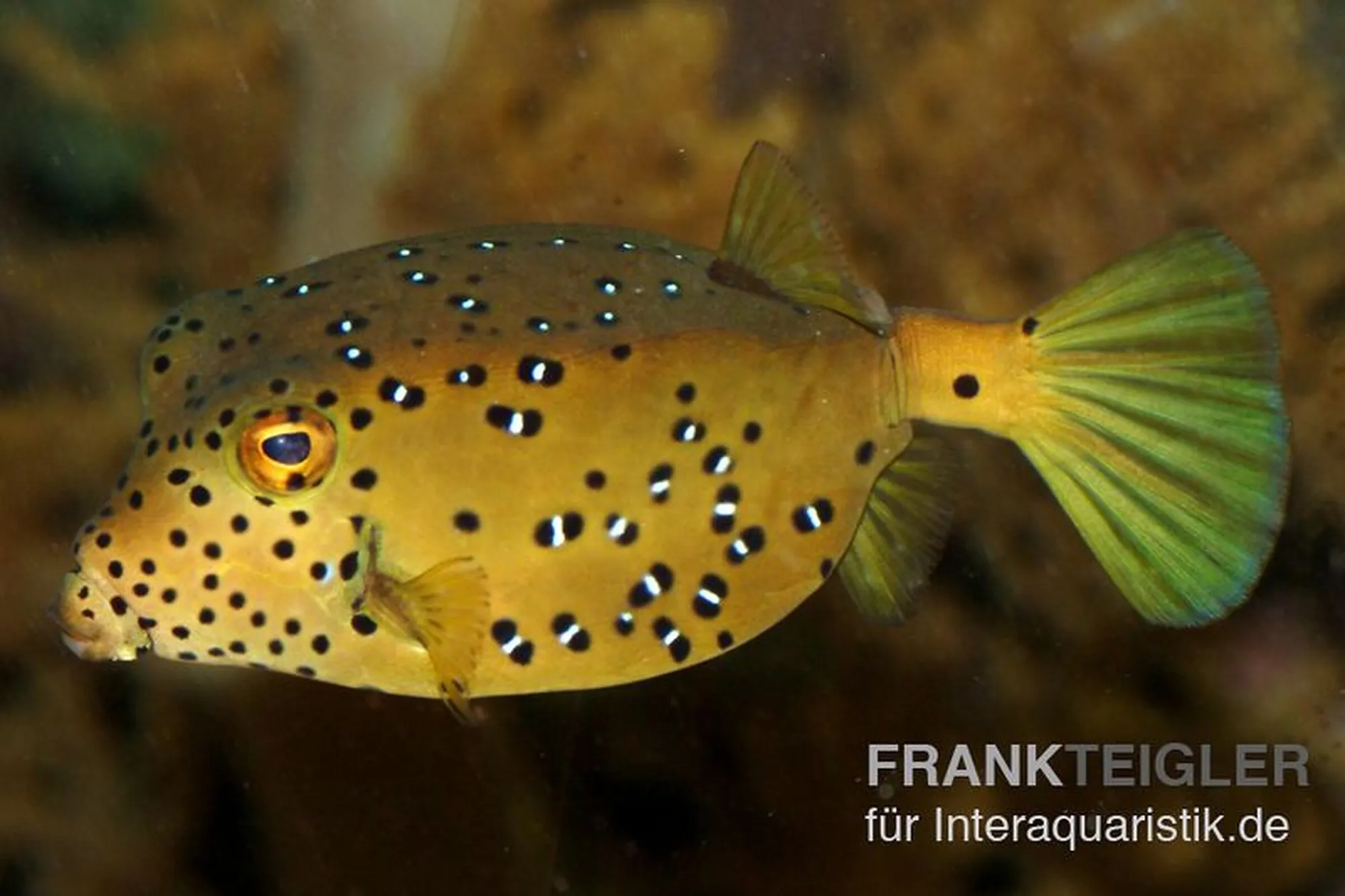 Gewöhnlicher Kofferfisch, Ostracion cubicus, ca. 3,0-4,0 cm