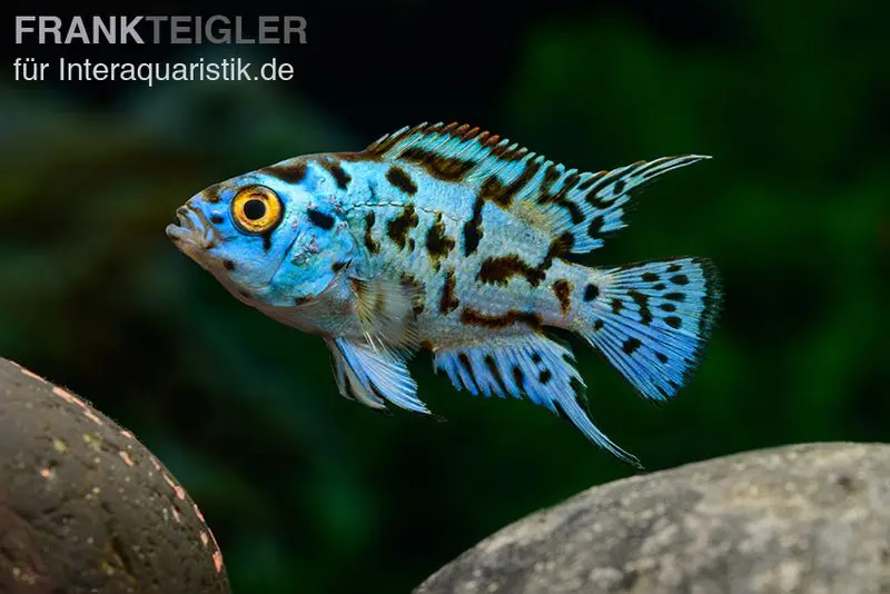 Achtbindenbuntbarsch „Blue Dempsey“, Rocio octofasciata, ca. 3,0-4,0 cm