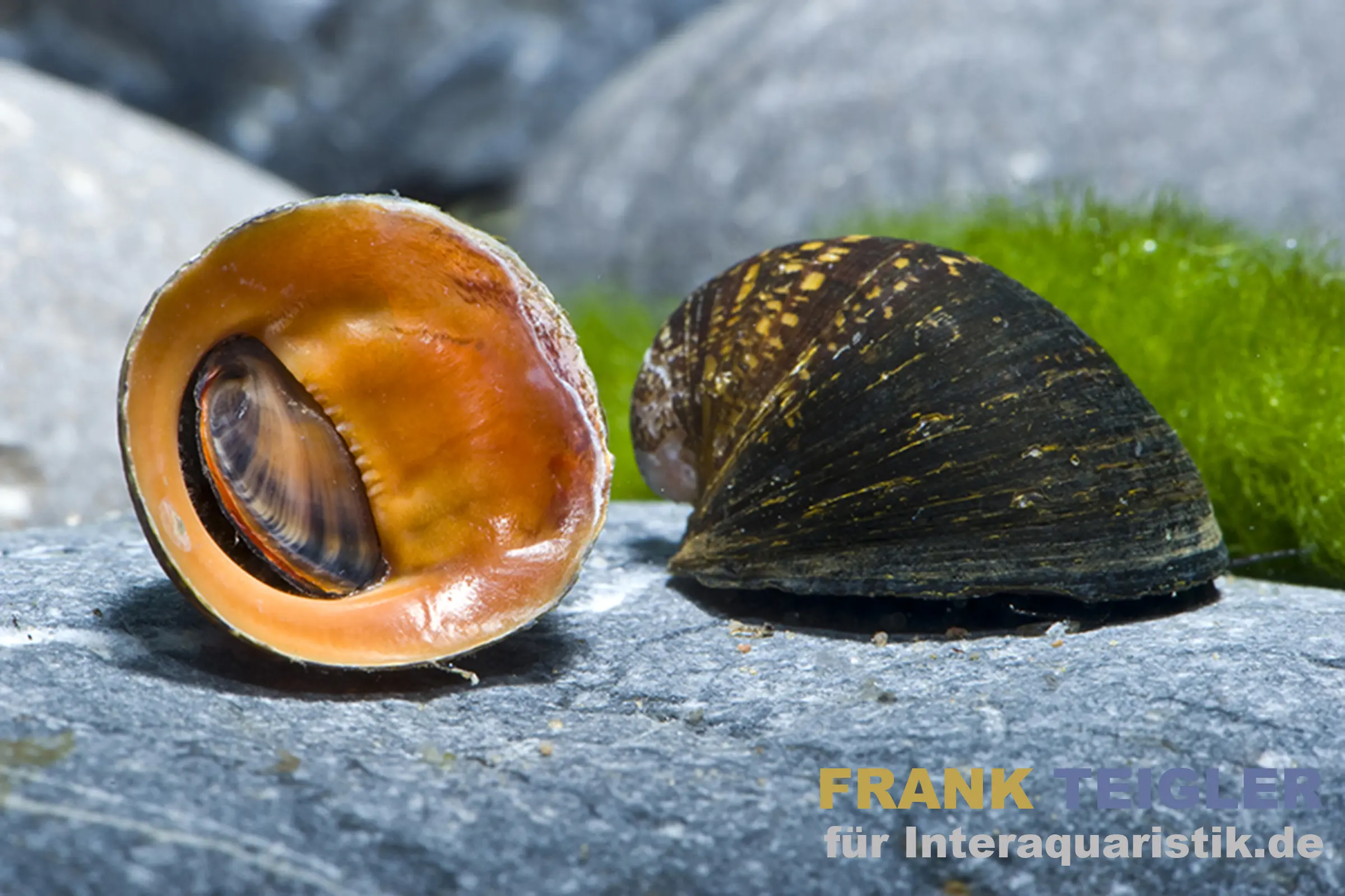 Red Lips Rennschnecke, Neritina violacea