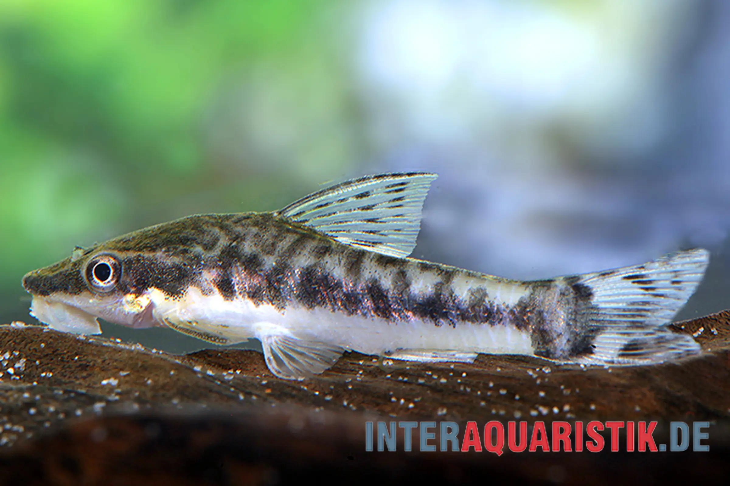 Zwergsaugwels, Otocinclus macrospilus, 2,5-3,5 cm