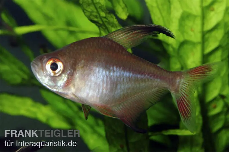 Sichelsalmler, Hyphessobrycon robertsi, 2-4 cm