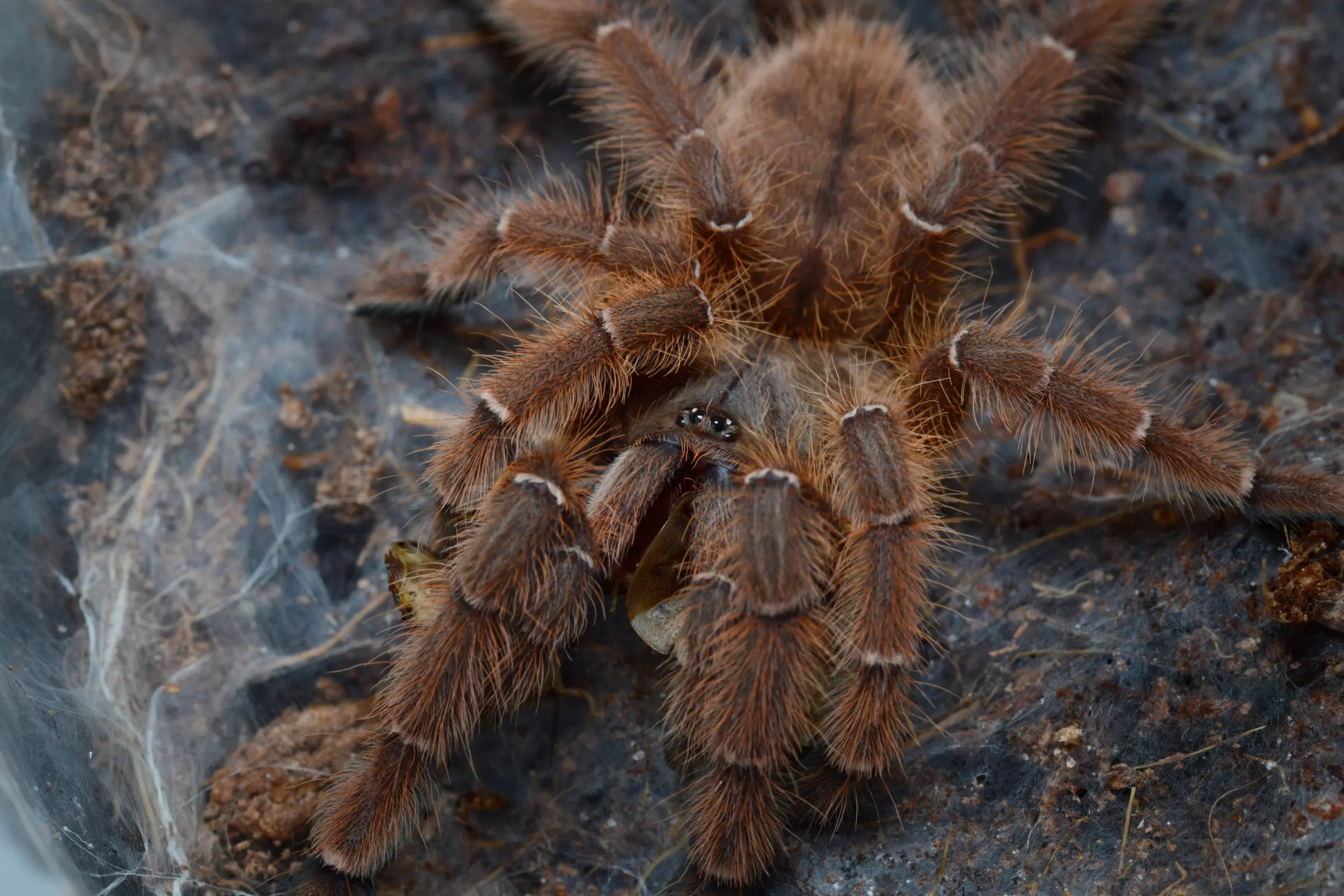 Indonesische Baumvogelspinne, Phormingochilus sp. "Rufus" 