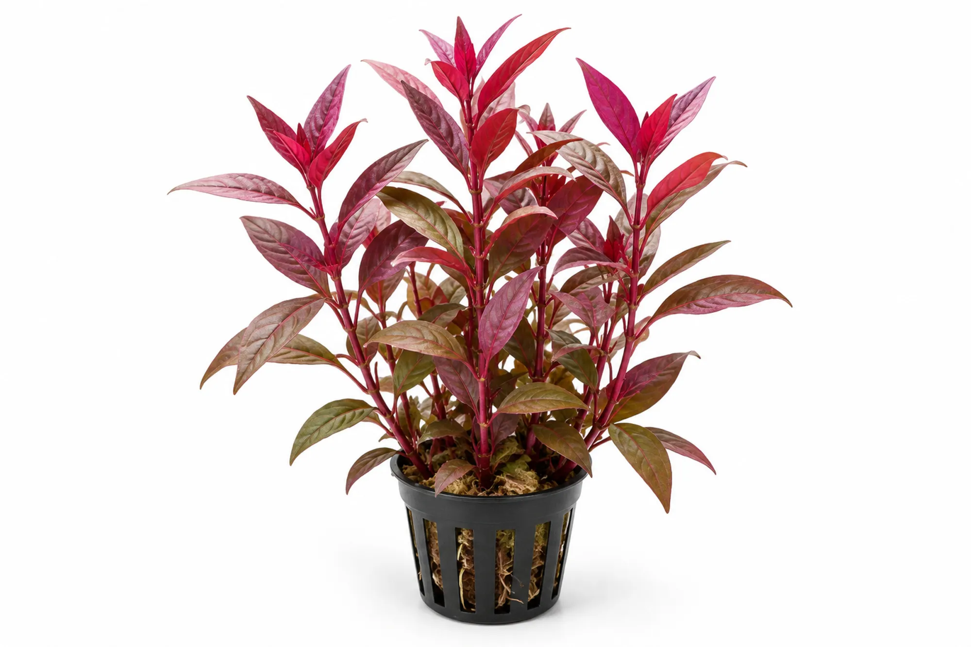 Alternanthera sessilis als Terrariumpflanze im Gittertopf mit aufrechten Stängeln und rotvioletten Blättern vor weißem Hintergrund.