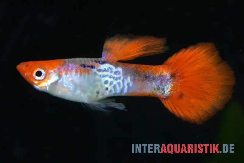 Guppy Cobra Red Cap, Poecilia reticulata, paarweise