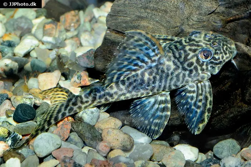 Harnischwels, Hypancistrus spec. L411 "Monte Duorado", 5-6 cm NZ