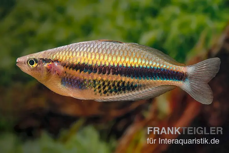 Kaladiri-Regenbogenfisch, Melanotaenia sp. Kaladiri