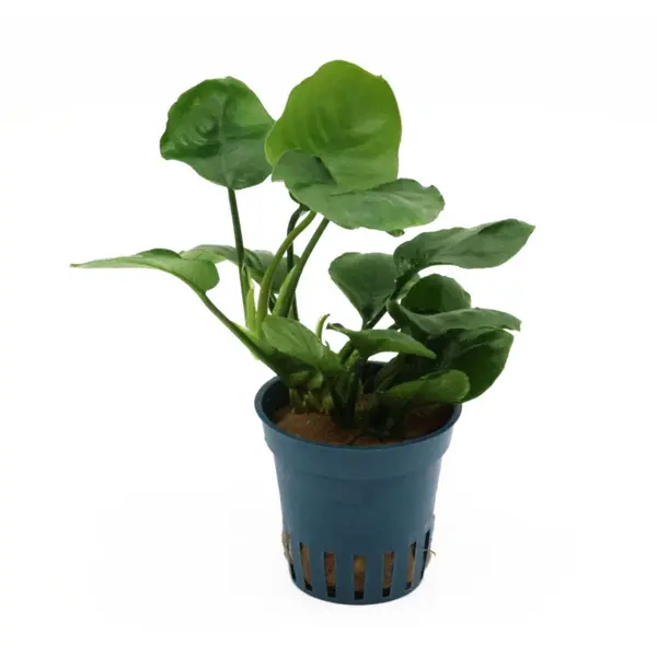 Anubias-Aquarienpflanzen