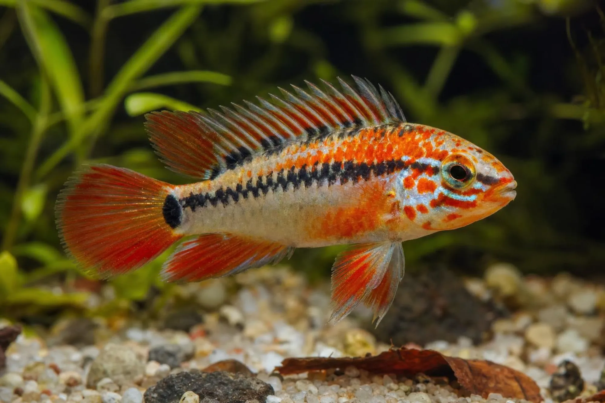 Schwarzkehl-Zwergbuntbarsch „Double Super Red“, Apistogramma viejita