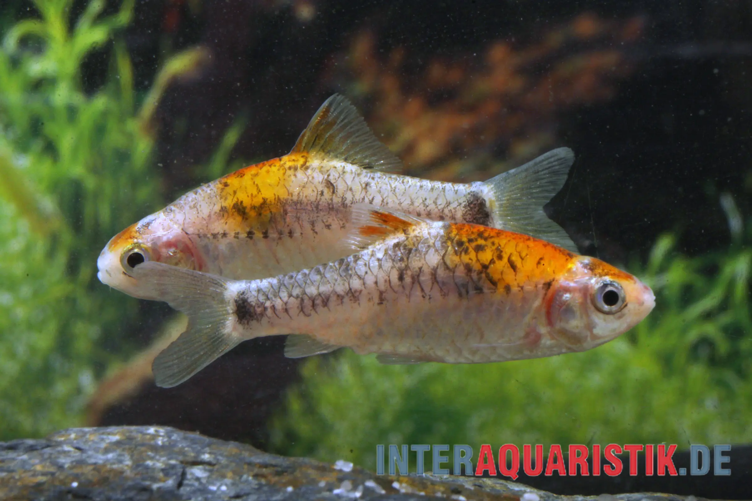 Koi-Brokatbarbe, Barbodes schuberti KOI
